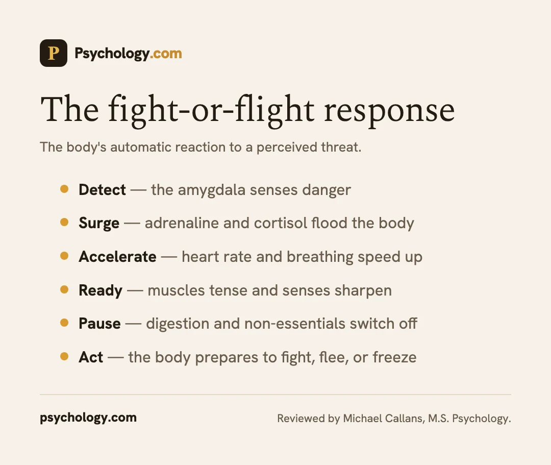 Infographic explaining the fight-or-flight stress response in the body