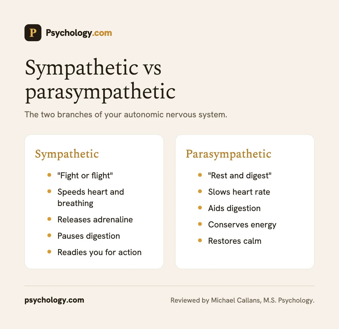 Infographic comparing the sympathetic and parasympathetic nervous systems